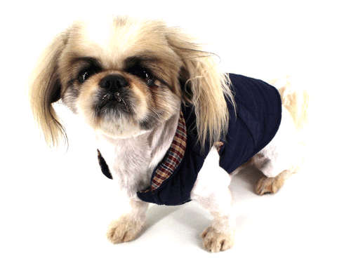 Doggy jacket