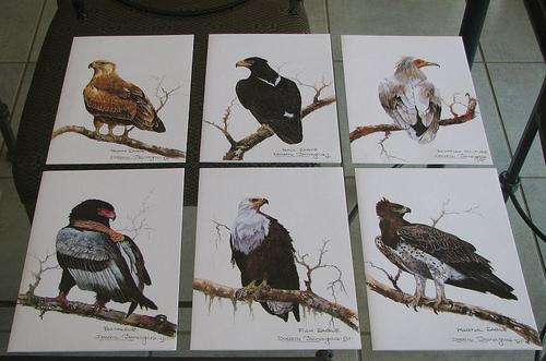 RAPTORS - SET OF 6 PRINTS, by Doreen Flanagan