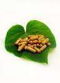 90 Caps Hoodia Natural Appetite Surpressant for Weight Loss