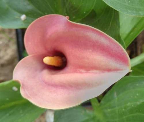 Pink Zantedeschia seed - Varkoor - 15 Seeds