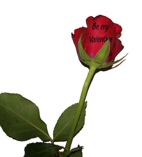 Valentine's gift with a difference! Your loved one's name on the flower!
