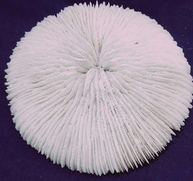 Beautiful Collectable Sea Coral 150mm x 150mm