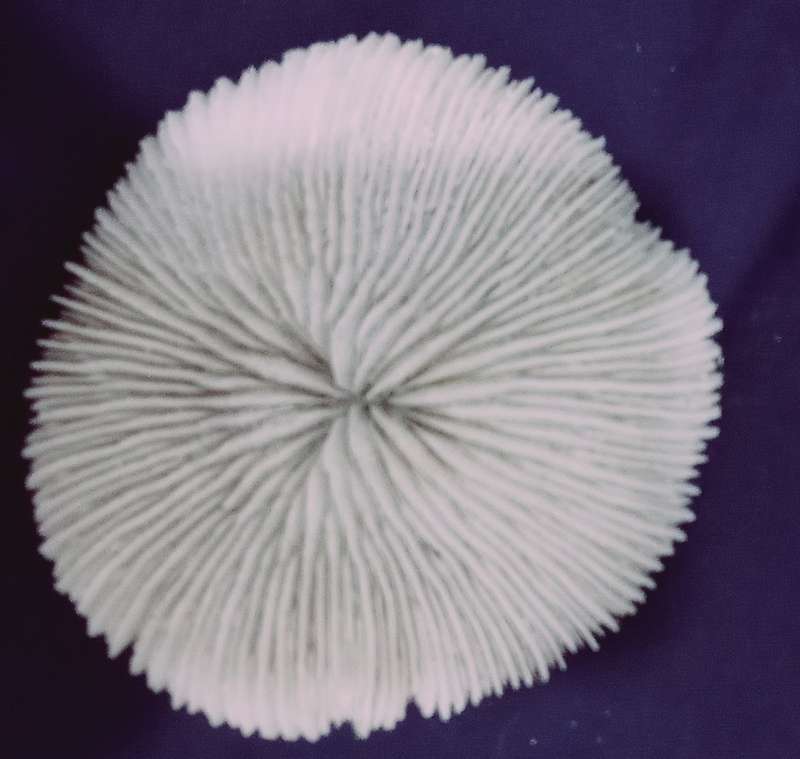 Beautiful Collectable Sea Coral 150mm x 150mm