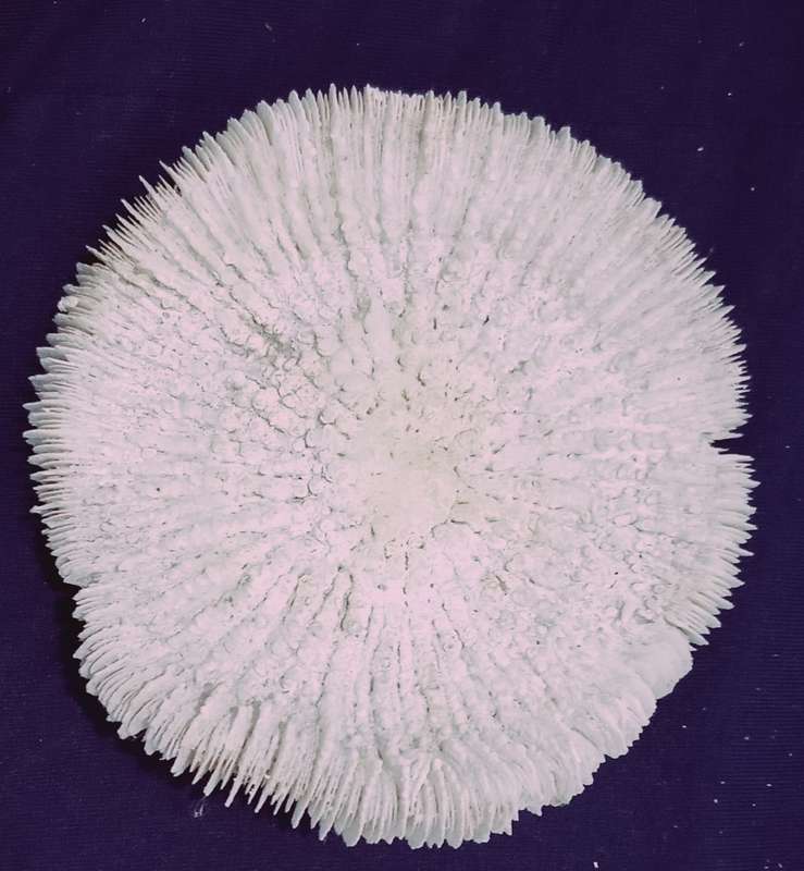 Beautiful Collectable Sea Coral 150mm x 150mm