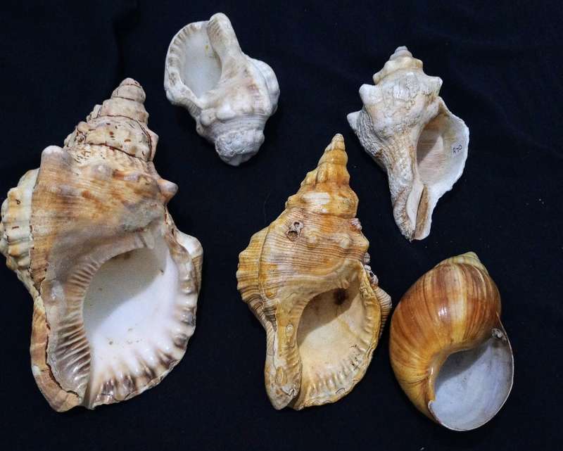 One of a kind Rare Shell Collection No Easy Finding Nature`s Best!!!!!
