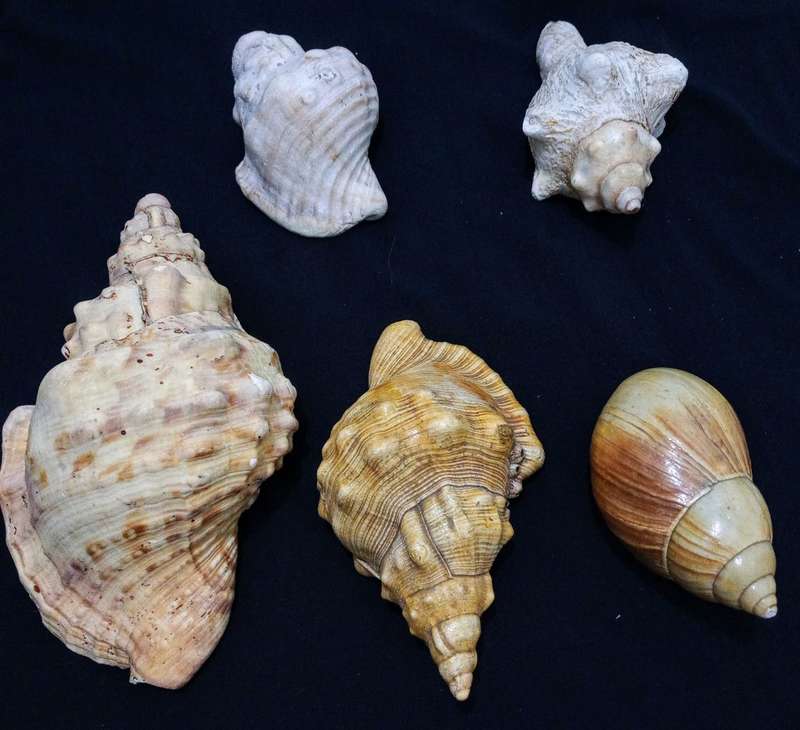One of a kind Rare Shell Collection No Easy Finding Nature`s Best!!!!!
