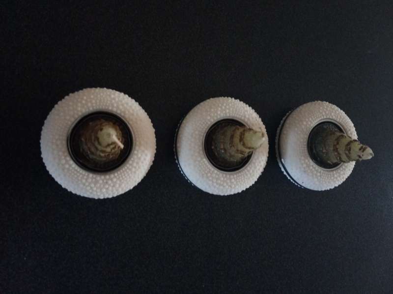 Beautiful 3 Pce Centre Piece Wheel Shaped Candle Holders with Candle