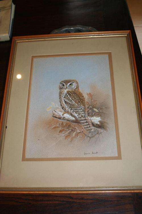 Graeme Arnott - Pearl Spotted Owl water colour - exceptional detail