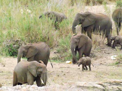 Ngwenya Lodge on the river 1st - 8th December 2 rooms sleeps 6