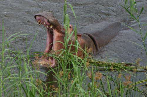 Ngwenya Lodge on the river 1st - 8th December 2 rooms sleeps 6