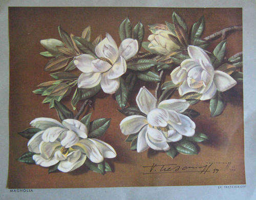 Tretchikoff Magnolia. Signed print