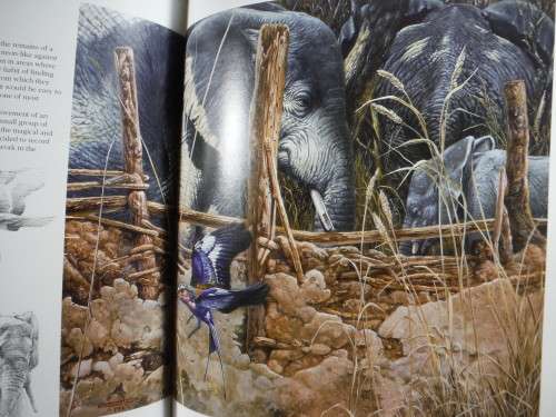 Birds and Beasts Africa : Observation of a Wildlife by Bryan Hanlon