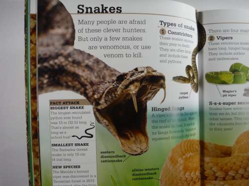 Discover More Reptiles - Softcover - Scholastic