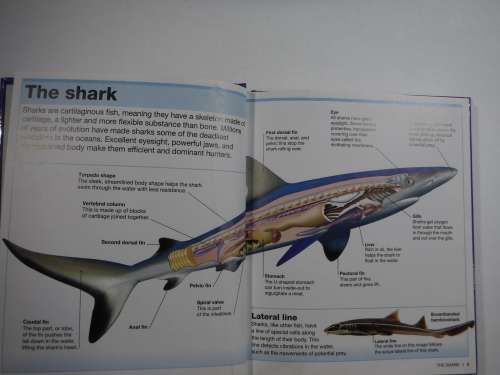 Pocket Eyewitness Sharks : Facts at Your Fingertips (DK Book) - Hardcover