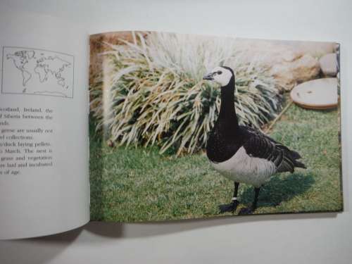 Exotic Waterfowl - Hardcover - Hilko Insel