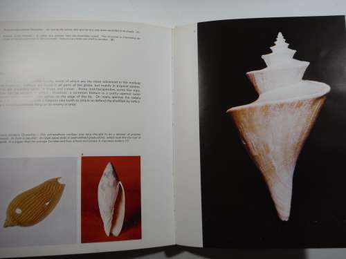 Marvelous World of Shells-text by Donata Lucifora/ translated by J.Peter Tallon