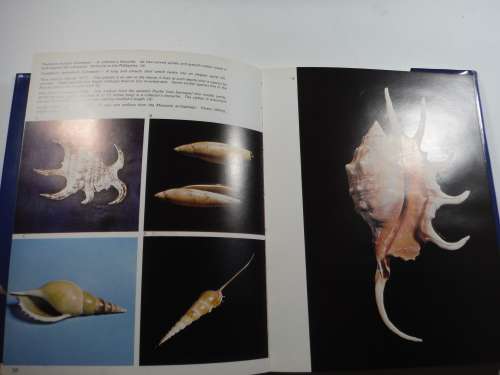 Marvelous World of Shells-text by Donata Lucifora/ translated by J.Peter Tallon