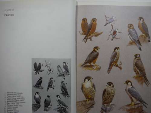 Birds of Prey of Southern Africa - Hardcover - Peter Steyn - Second Impression - 1985