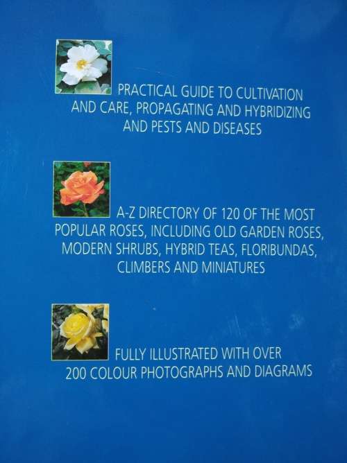 Roses by Cathy Wilkinson Barash