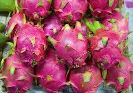 DRAGONFRUIT "PITAYA" CUTTINGS