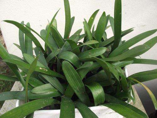 ONE YEAR OLD CLIVIAS