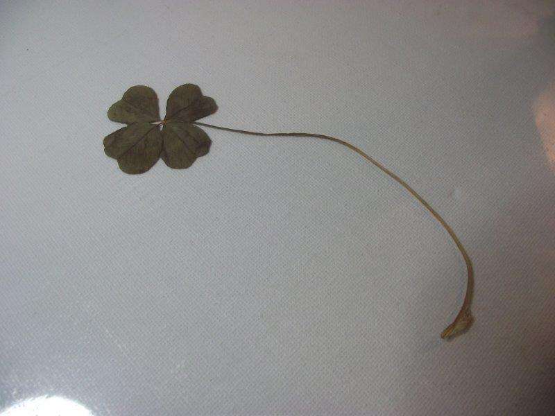 REAL FOUR LEAF CLOVER!! LUCK FOR 2014!!!!