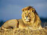 1 week, 4 bed, Mabalingwe Nature Reserve, 6 Dec 2013