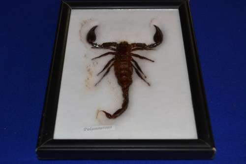 Scorpion Taxidermy Display - Framed Behind Glass