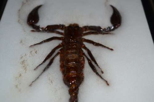 Scorpion Taxidermy Display - Framed Behind Glass