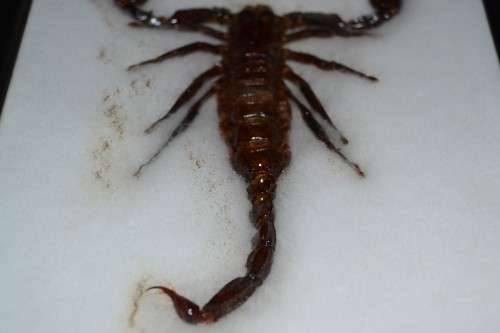 Scorpion Taxidermy Display - Framed Behind Glass