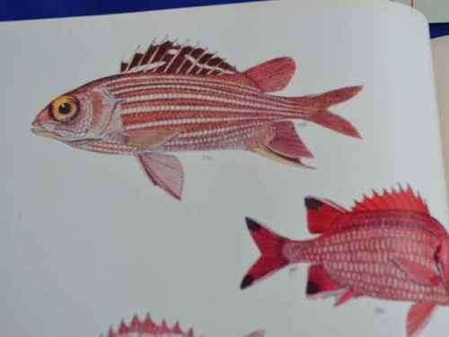 Sea Fishes of Southern Africa by Prof J.L.B. Smith 1950 edition