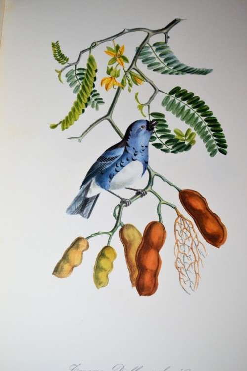 Pageantry of Tropical Birds  - With original slipcase and including a soft cover book
