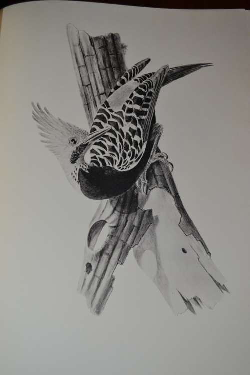 Pageantry of Tropical Birds  - With original slipcase and including a soft cover book