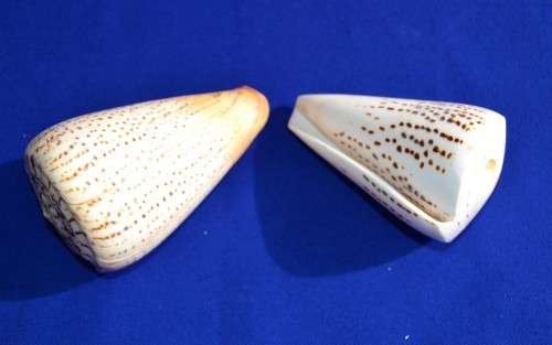 Alphabet Cone Shells