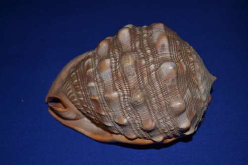 Large shell