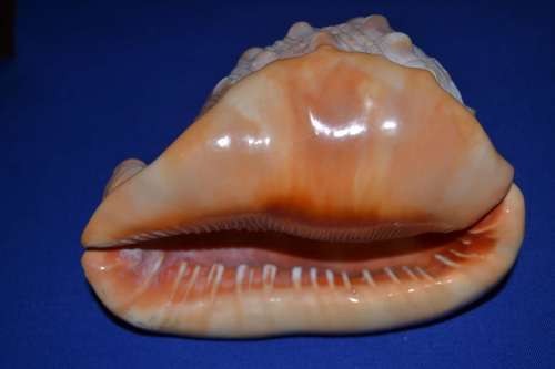 Large shell