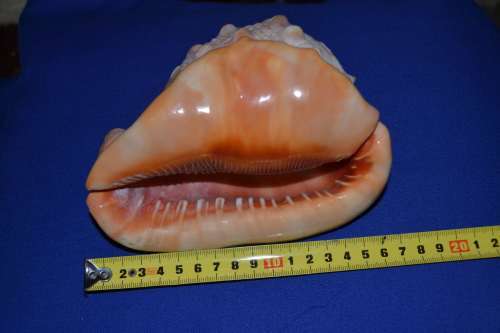 Large shell