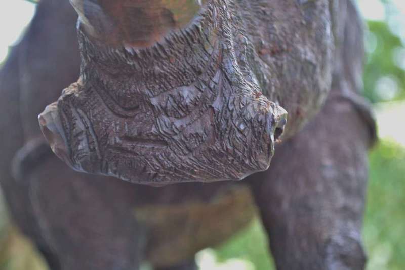 Large Wooden Hand Crafted Rhino - Justice Ncube