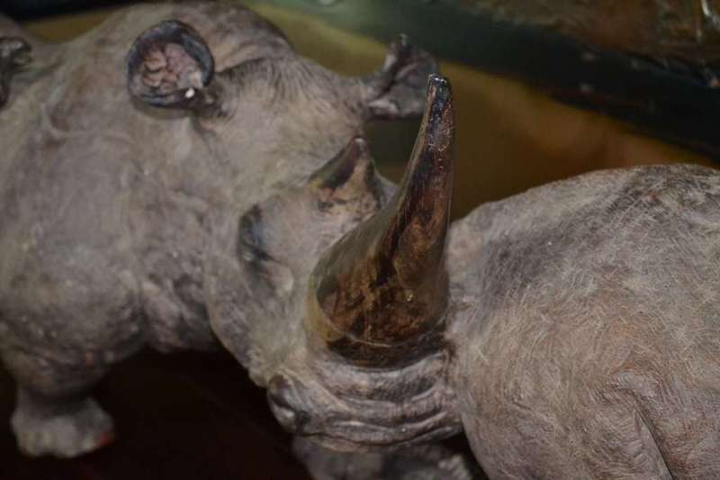 Justice Ncube - Large Double Rhino Wood Carving