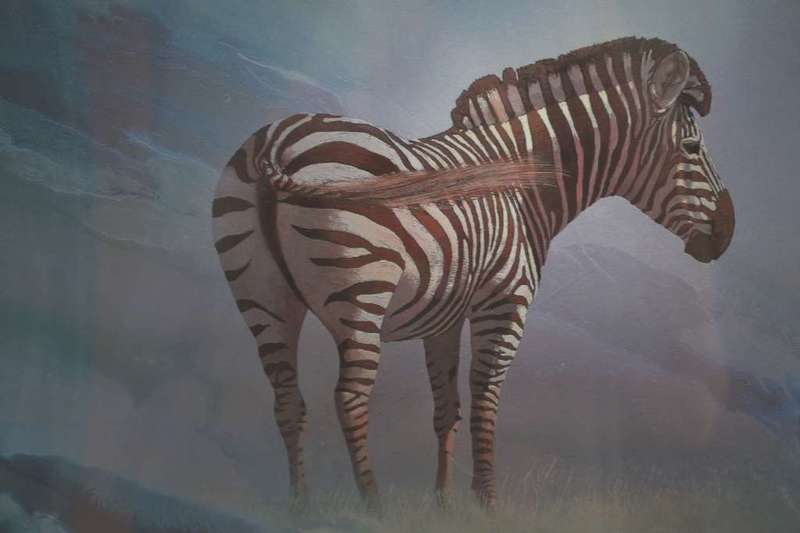 Malachi Smith `Collectors Print`  Lone Zebra - Unframed