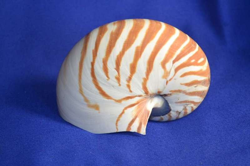 Chambered Tiger Nautilus Genuine Natural Sea  Shell