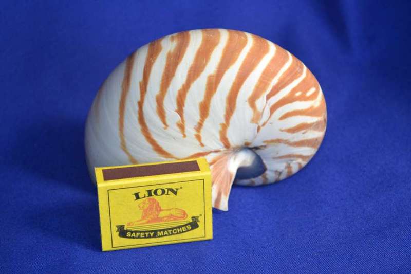 Chambered Tiger Nautilus Genuine Natural Sea  Shell