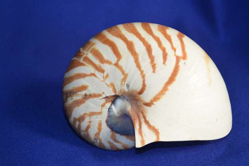 Chambered Tiger Nautilus Genuine Natural Sea  Shell