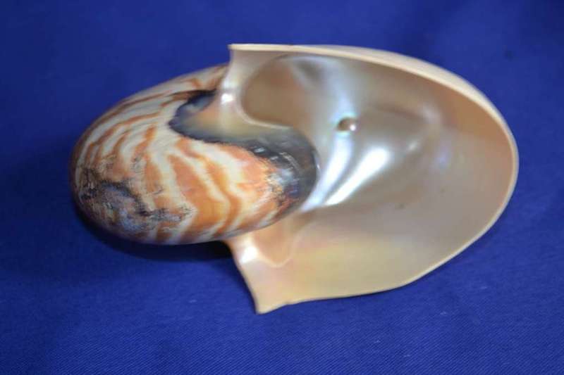 Chambered Tiger Nautilus Genuine Natural Sea  Shell