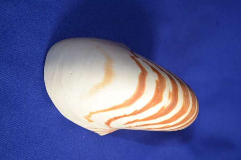 Chambered Tiger Nautilus Genuine Natural Sea  Shell