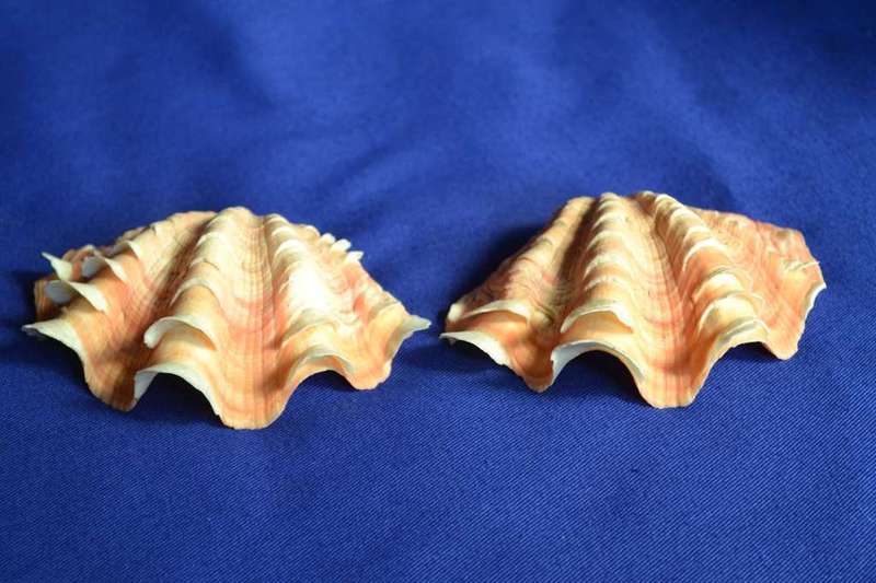 Double Squamosa Rare Shell Pink / Orange