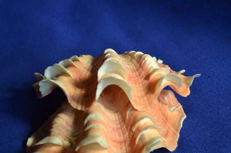 Double Squamosa Rare Shell Pink / Orange