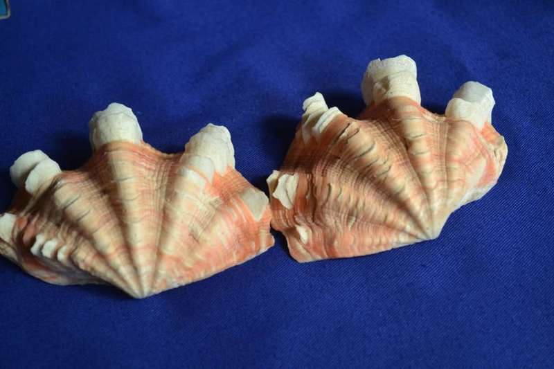 Double Squamosa Rare Shell Pink / Orange
