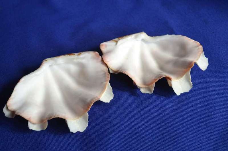 Double Squamosa Rare Shell Pink / Orange
