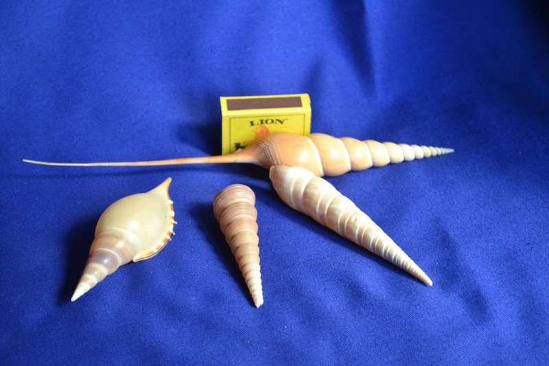 Tibia Fusus and Tibia Martini Shells x 4